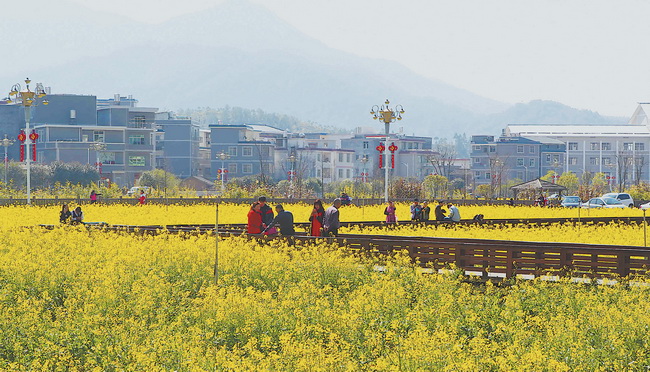 上杭才溪镇红军公田百亩油菜花尽情绽放,成为红色旅游景区的一道