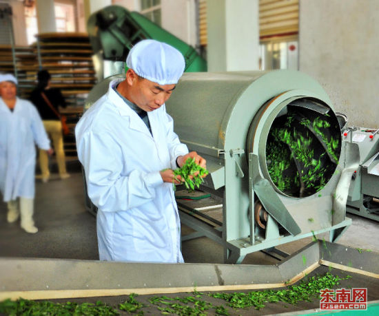 生产人员正检查绿茶加工情况.福建日报通讯员 王发祥摄