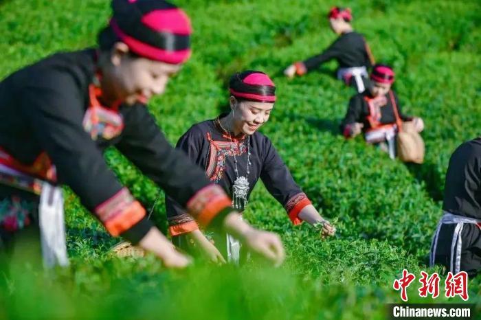 宁德市蕉城区八都镇猴盾村畲族妇女在茶园忙碌。　阮传龙 摄