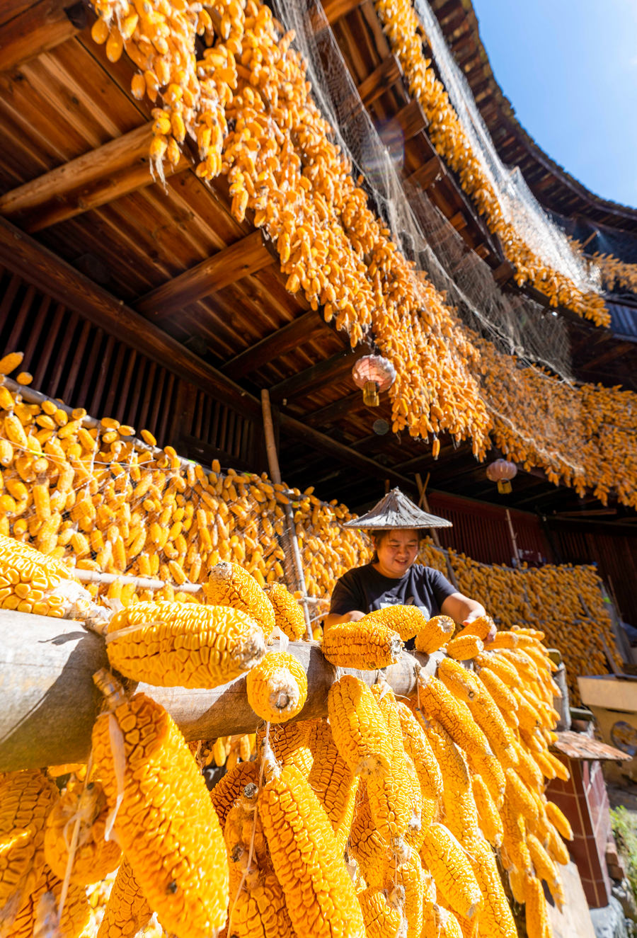 5.当地村民在土楼里整理晾晒的玉米。张旭摄