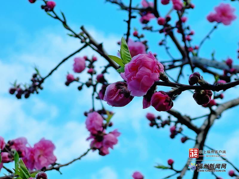 红红火火，花如霞云，福州未来十天她们是主角