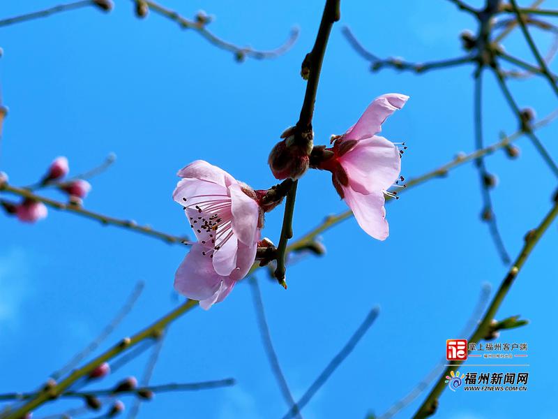 红红火火，花如霞云，福州未来十天她们是主角