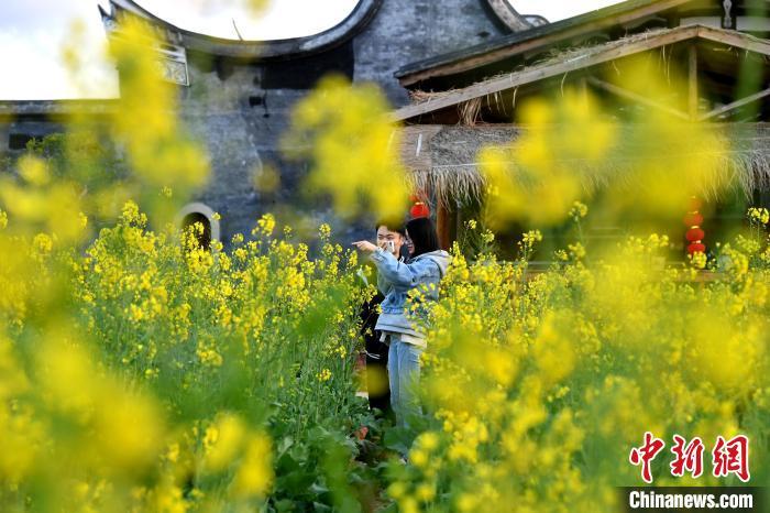 图为游客在梁厝特色历史文化街区观赏油菜花。　吕明 摄