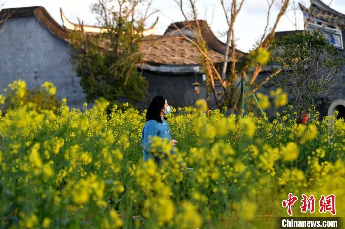 图为游客在梁厝特色历史文化街区游玩赏花。　吕明 摄