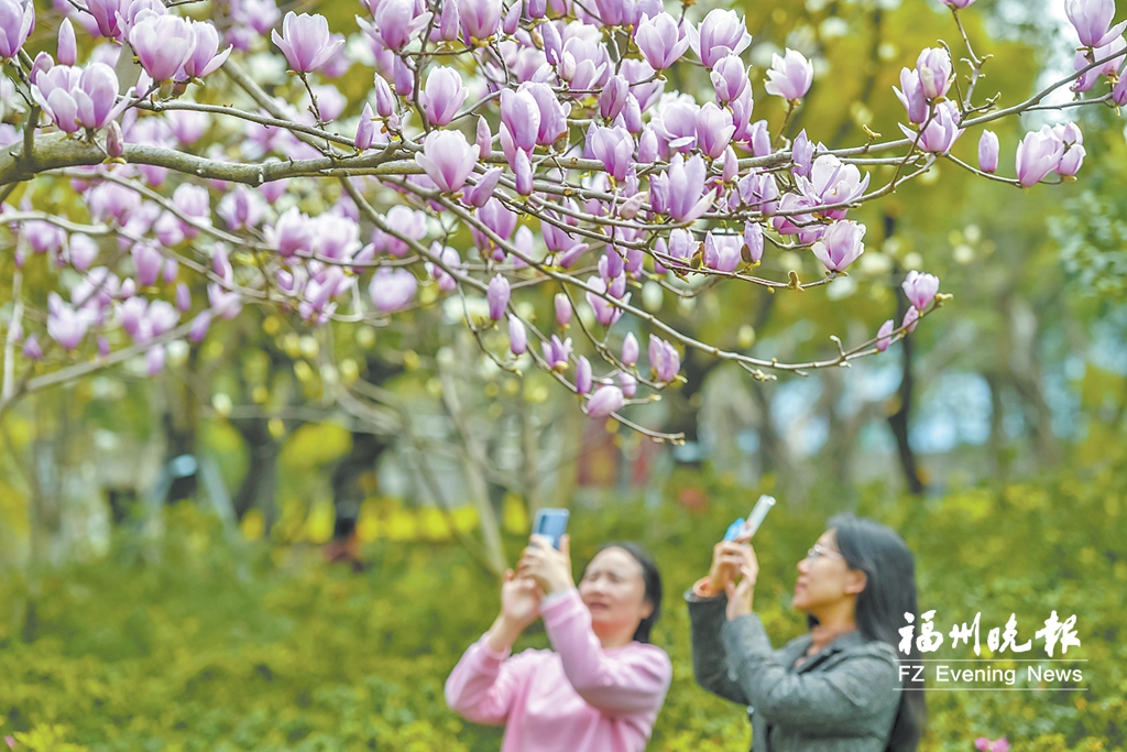 福州：二乔玉兰花开满树 又到春花烂漫时