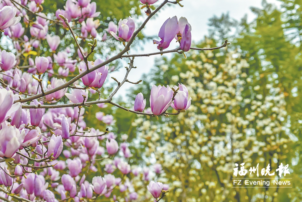 福州：二乔玉兰花开满树 又到春花烂漫时