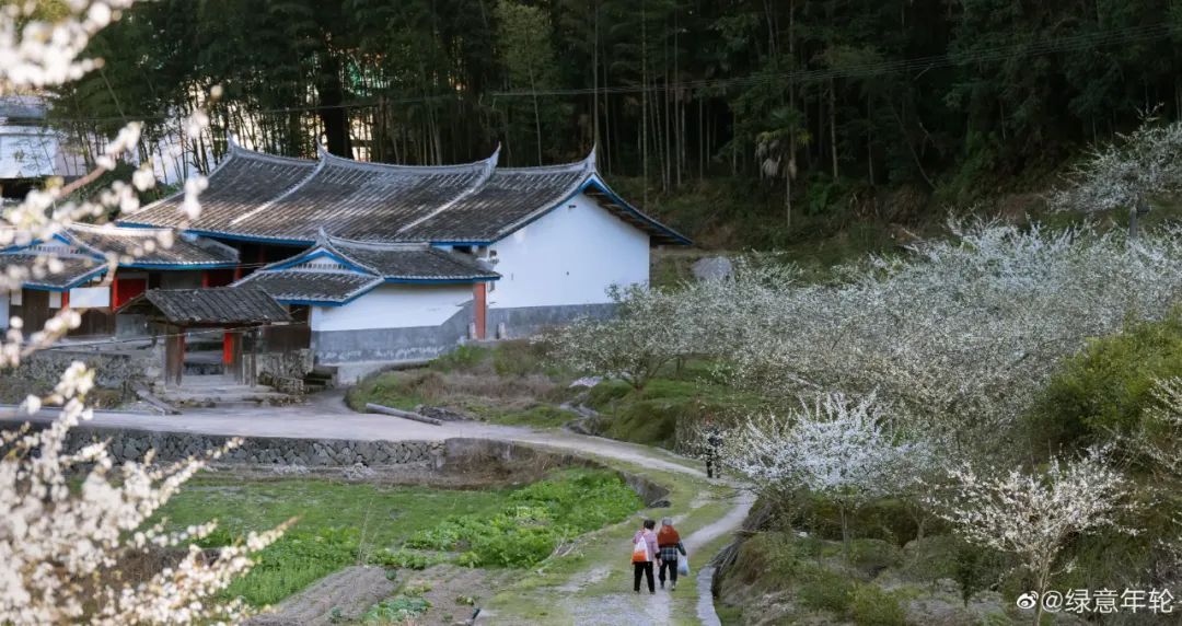 万亩李花，花开似雪