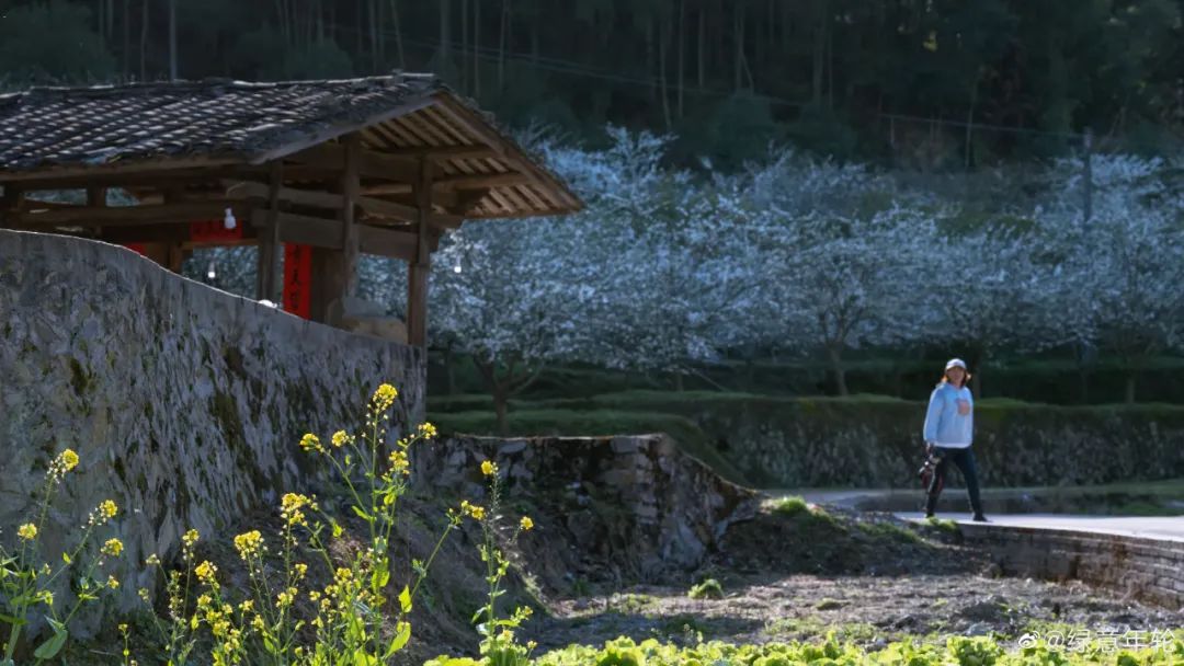 万亩李花，花开似雪