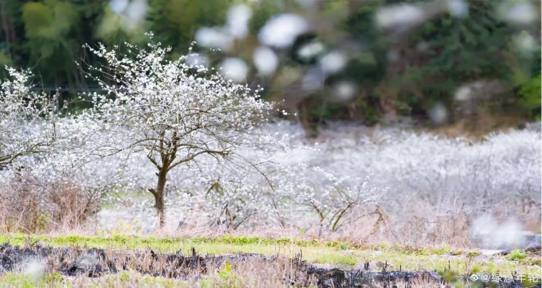 万亩李花，花开似雪