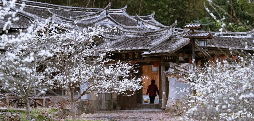 万亩李花，花开似雪