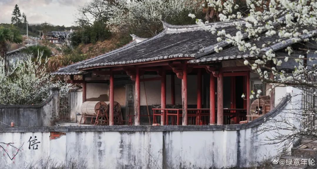 万亩李花，花开似雪