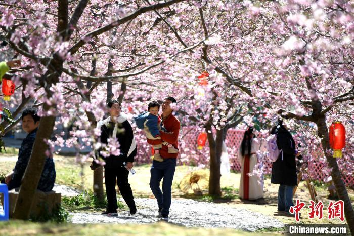 游客在樱花林里游玩。　王东明 摄