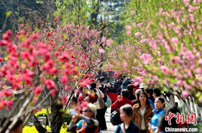 福州西湖公园的桃花陆续开放，吸引许多游人前来踏青赏花。　张斌 摄