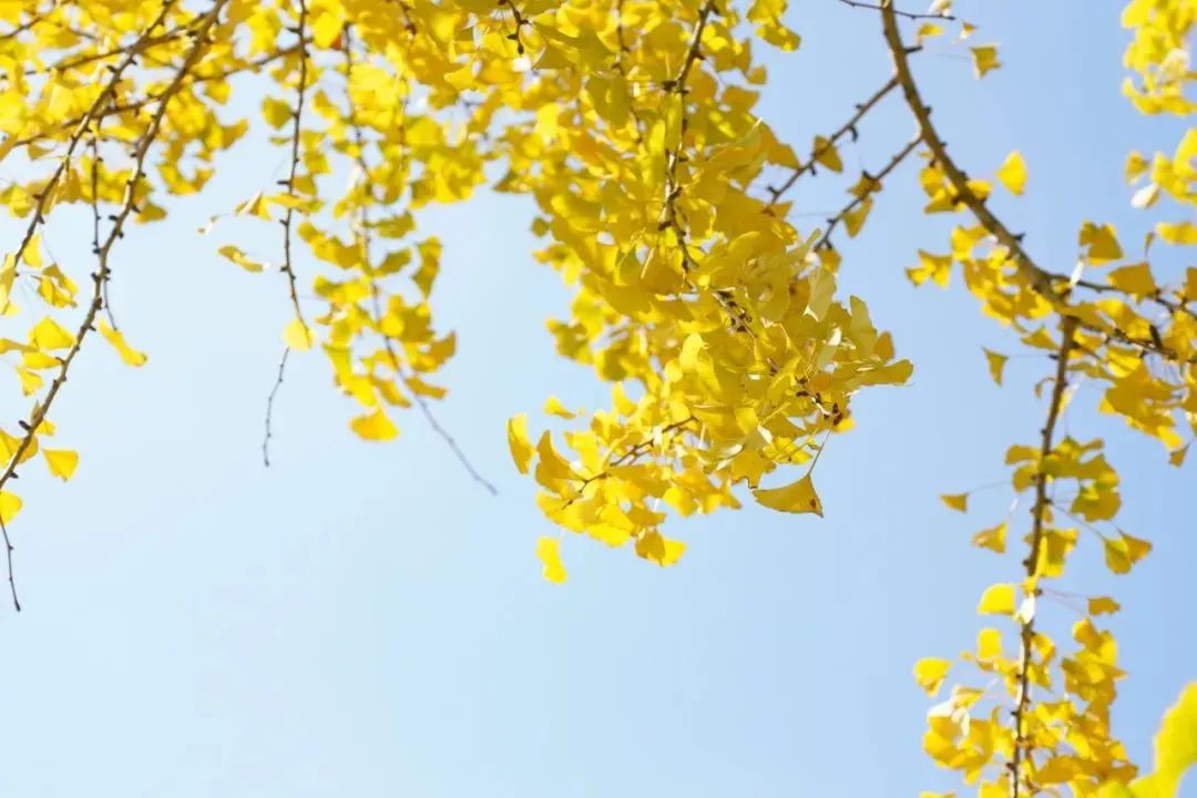 永泰银杏观赏推荐地出炉！现在去刚好！