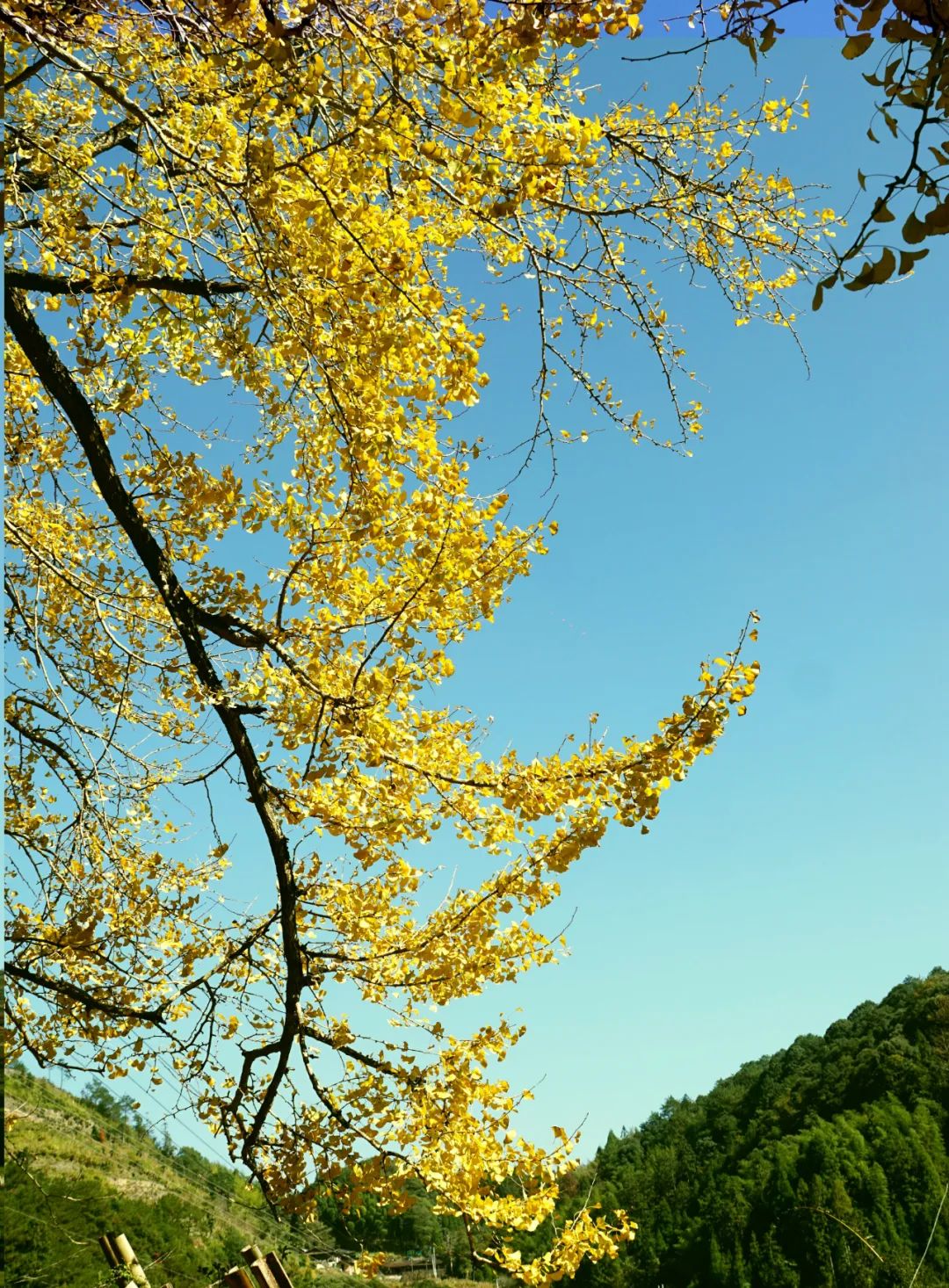 永泰银杏观赏推荐地出炉！现在去刚好！