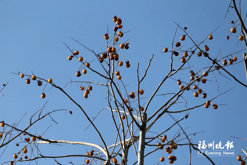 这绚烂如秋的斑斓 恰是福州冬日的温柔