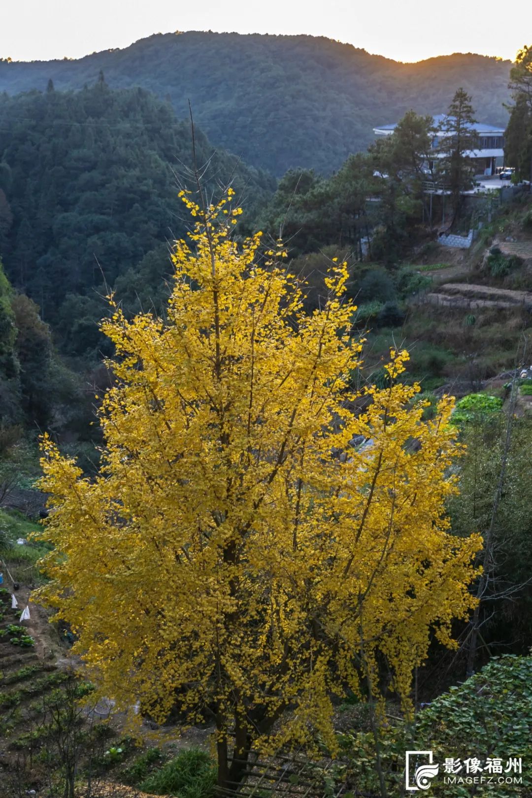 宛如油画！福州水杉红了！