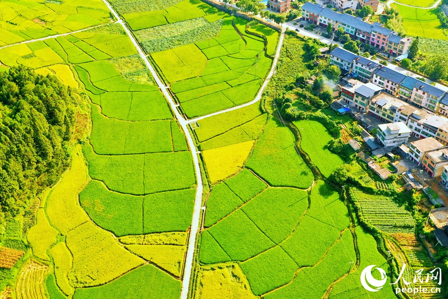 河龙贡米与河龙乡其他农作物共处同一梯田，均由当地农户种植，促进农户增收。人民网 李唯一摄