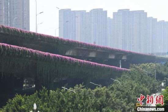 10月11日，福建省福州市一高架桥上三角梅盛开，成为秋日里的一道靓丽风景线。中新社记者 王东明 摄