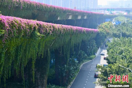 10月11日，福建省福州市一高架桥上三角梅盛开，成为秋日里的一道靓丽风景线。中新社记者 王东明 摄