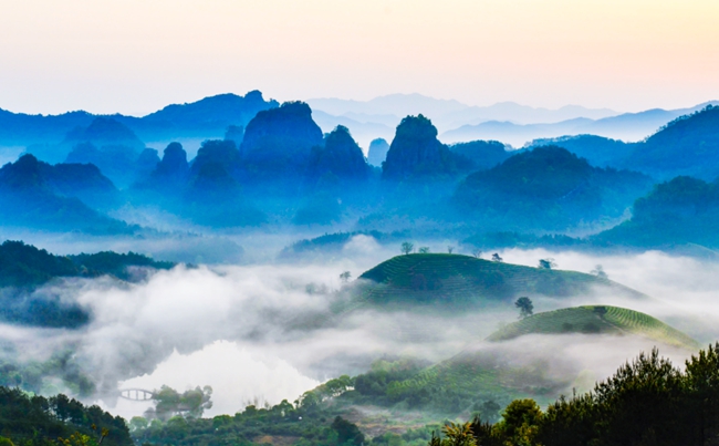 晨曦中的武夷山茶园。黄海 摄