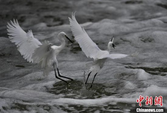 11月20日，福建厦门，白鹭在觅食。中新社记者 王东明 摄