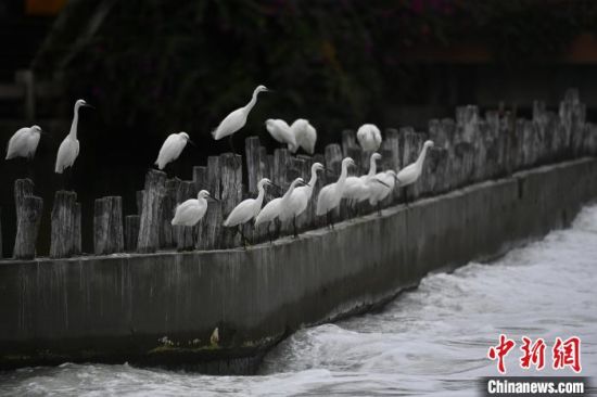 11月20日，福建厦门，白鹭在筼筜湖畔准备觅食。中新社记者 王东明 摄