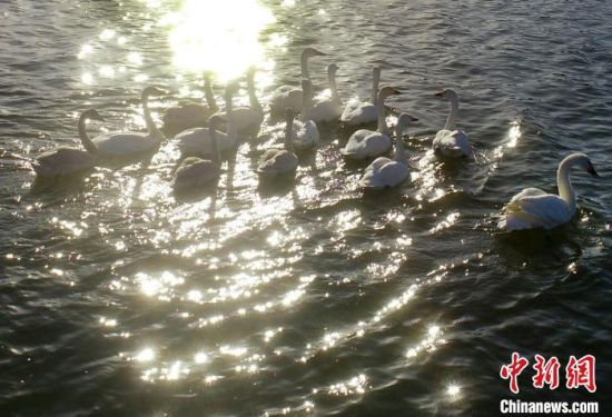 图为在南平市建阳区将口镇白天鹅在冬日暖阳下栖息畅游。(无人机照片)黄杰敏 摄