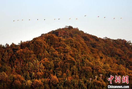 图为在位于南平市建阳区将口镇，白天鹅在冬日的蓝天上盘旋翱翔。黄杰敏 摄