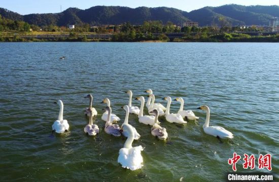 图为野生白天鹅在建阳崇阳溪畔停留休息。 (无人机照片) 黄杰敏 摄