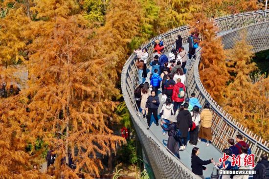 12月22日，市民和游客在福道观赏渐渐“换装”变红的水杉林。中新社记者 王东明 摄