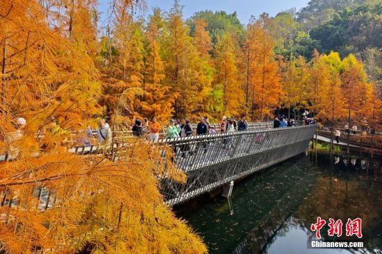 12月22日，市民和游客在福道观赏渐渐“换装”变红的水杉林。中新社记者 王东明 摄