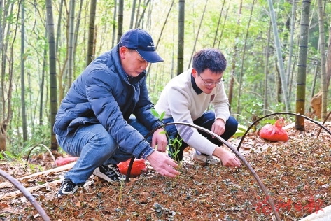 茶山引客　林下生“金”