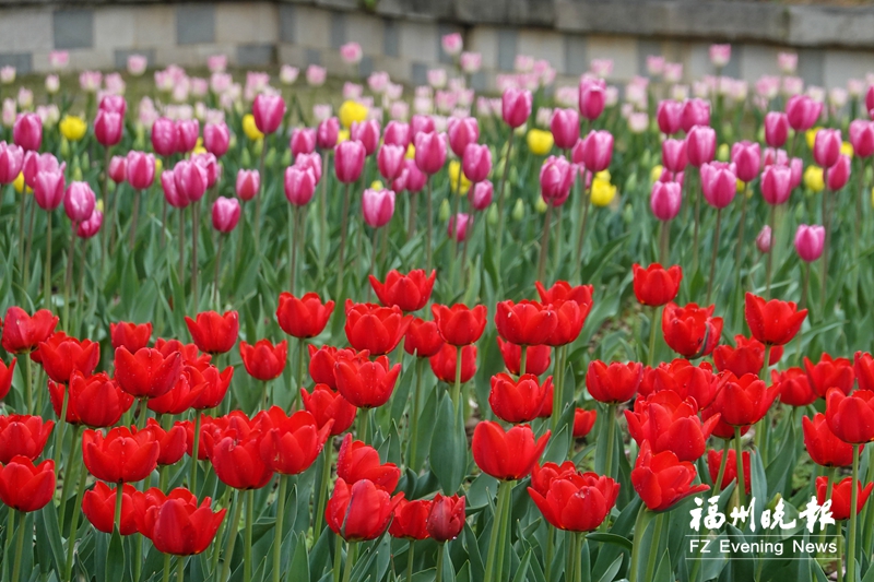 福州市园林中心发布赏花线路 新年伊始开启“探花”之旅