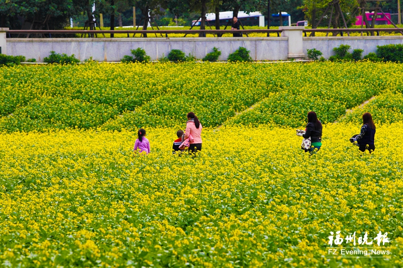 福州市园林中心发布赏花线路 新年伊始开启“探花”之旅