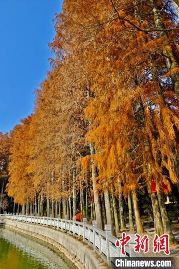 1月6日，游客观赏红色水杉林。中新社记者 王东明 摄