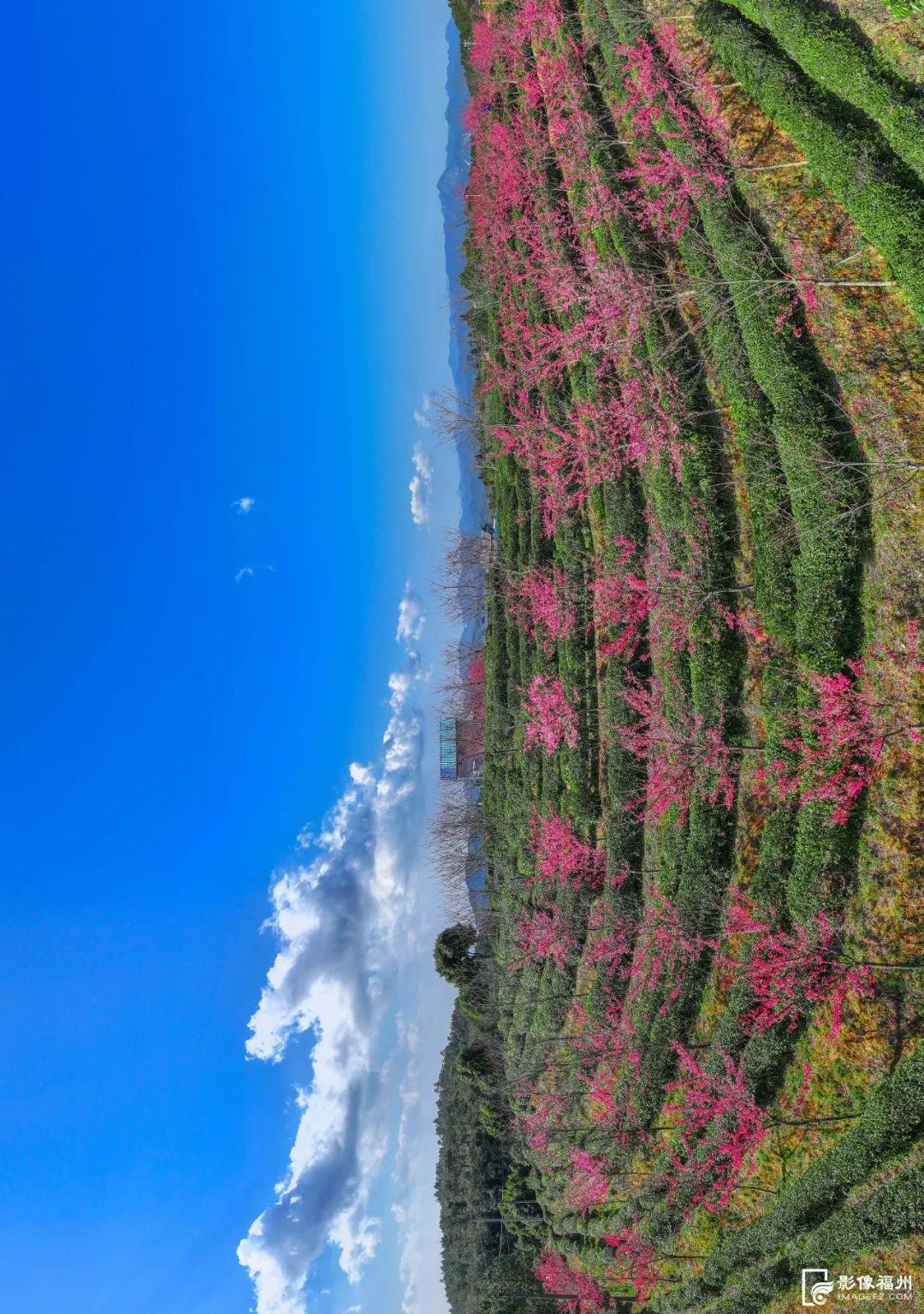 收藏！送你满屏的春日浪漫！