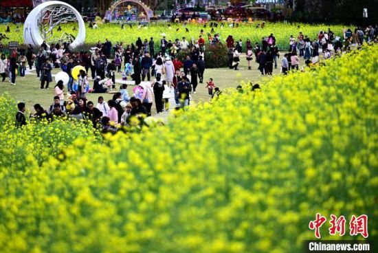 3月16日，福州花海公园鲁冰花、小苍兰、油菜花等鲜花盛放，吸引了许多民众前来漫步赏花，享受春天美好时光。中新社记者 张斌 摄