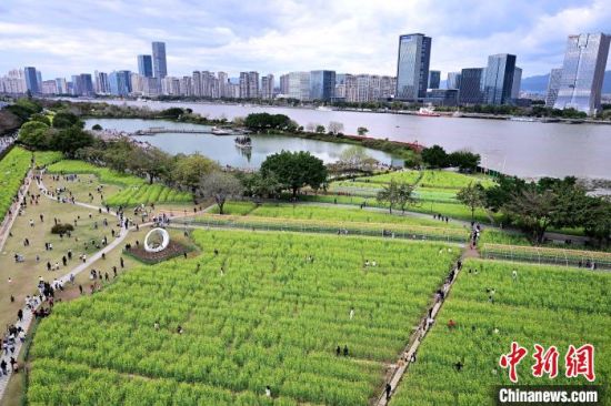 3月16日，福州花海公园鲁冰花、小苍兰、油菜花等鲜花盛放，吸引了许多民众前来漫步赏花，享受春天美好时光。中新社记者 张斌 摄